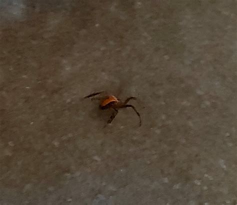 Unidentified spider in Sydney NSW, Australia