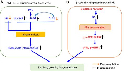 Two Distinct Principles Governing Glutamine Metabolism In Download Scientific Diagram