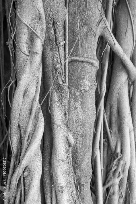 Brazilian Strangler Fig Banyan Tree Roots In A Close Up Abstract