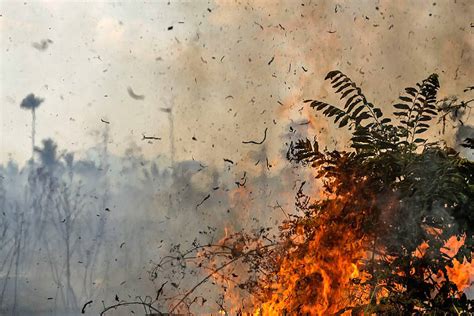 Aquecimento global deve piorar incêndios na Amazônia e destruir 16 do