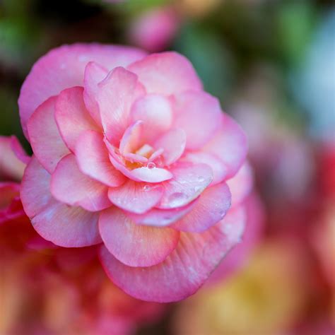 How To Grow Begonias From Tubers The Perfect