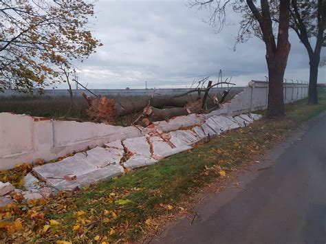 Usuwanie skutków silnego wiatru na terenie powiatu mogileńskiego