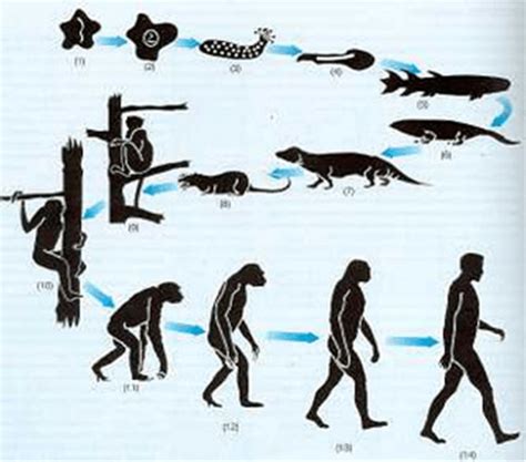 Charles Darwin Biograf A Y Teor As Sobrehistoria