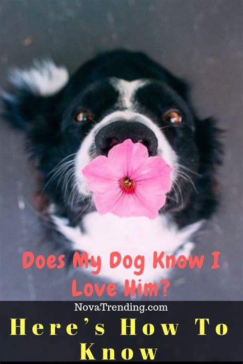 Does My Dog Know I Love Him Heres How To Know Dogs Pet Paradise I