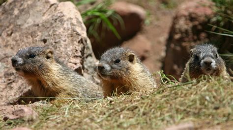 Marmot Animal Colorado Jamie Paul Smith