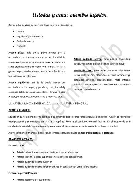 Arteria Y Venas Miembro Inferior Arteria Femoral Circunfleja Medial