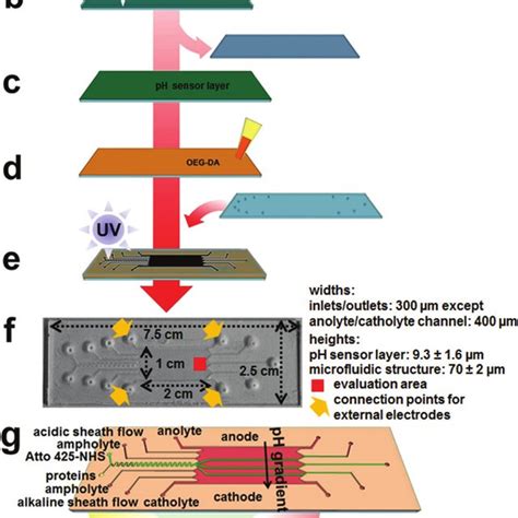 Fabrication Of Microfluidic Chips For Integrated Labelling Ief And Ph