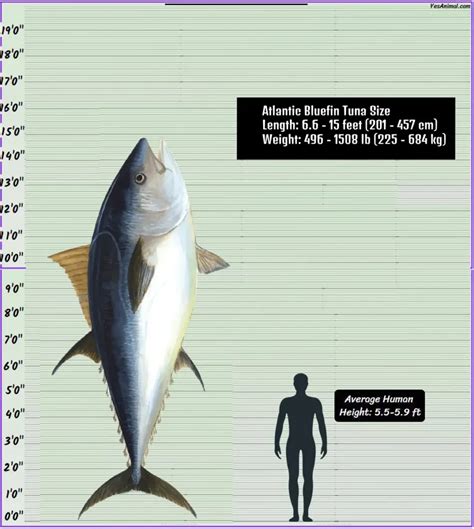 Tuna Fish Size: From Tiny Tins to Titans of the Deep - How Big Do They Get? | Yes Animal