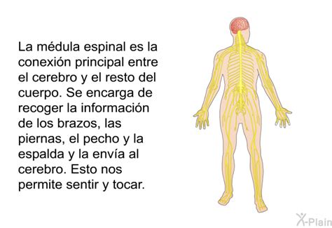 PatEdu Lesiones de la médula espinal