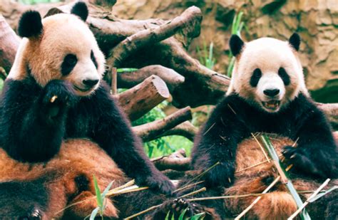 Oso Panda Caracter Sticas H Bitat Y Conservaci N Fauna Lovers