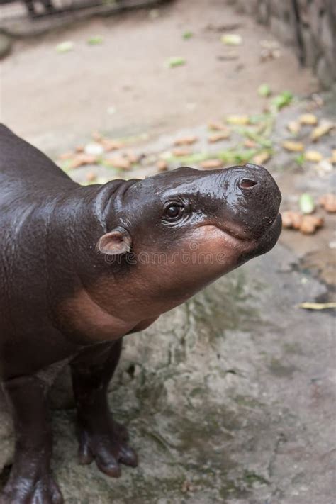 Smiling Hippo Baby stock image. Image of smile, pink - 20238229