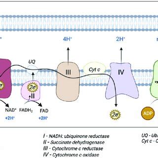 Schematic Representation Of Mitochondrial Electron Transport Chain