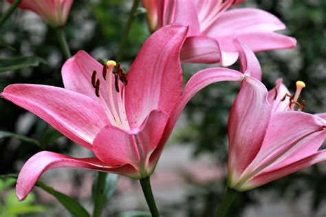 Lilies Flowers Garden Free Photo On Pixabay Pixabay