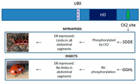 Cancers Special Issue Hox Genes In Cancer