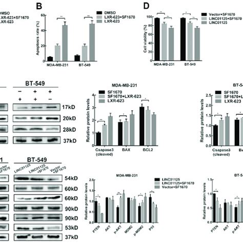 Sf Partially Prevents The Anti Proliferation Effect Of Lxr And