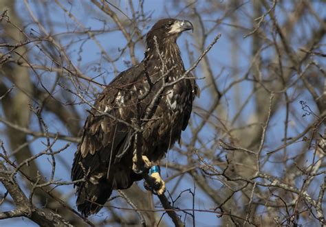 Bald Eagle Immature Jorge Luis Montalvo Flickr