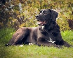 Labernese - Pet Your Dog