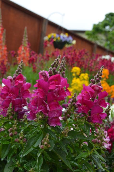 Antirrhinum Majus Snapshot Purple Snapdragon From Garden Center