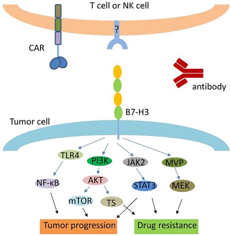 B7 H3 A Checkpoint Molecule As A Target For Cancer Immunotherapy