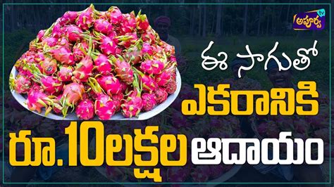 Creative Farming Business How To Earn Lakhs From Dragon Fruit Farming Business In Telugu