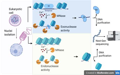 Mnase Seq