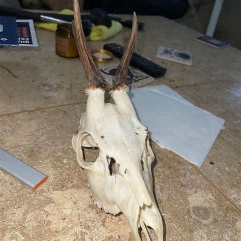 Awesome Gigantic Antler Real European Reindeer Antler Raner