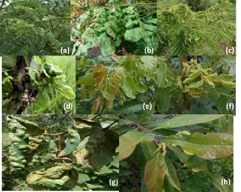 Psyllids damages on host plants: (a) leaves discolouration of A.... | Download Scientific Diagram