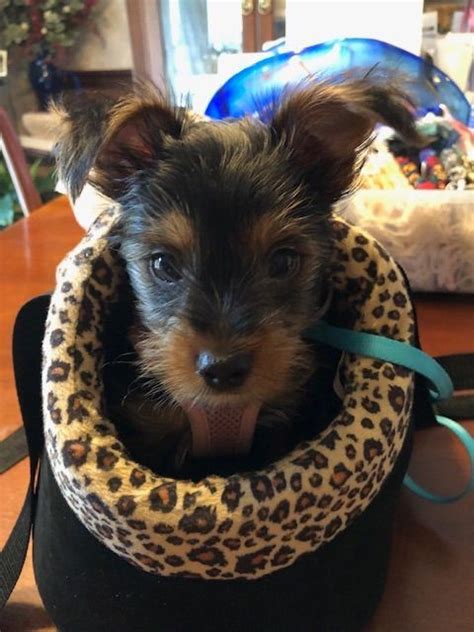 Yorkshire Terrier Yorkie Puppies For Sale In Indiana