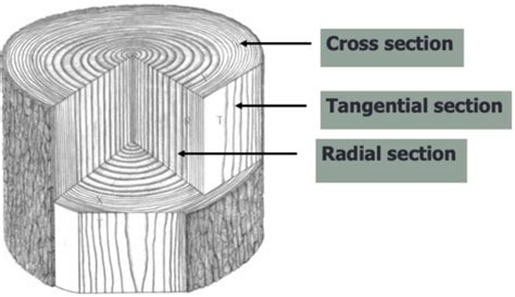 Wood Anatomy Flashcards Quizlet