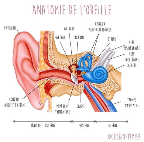 Anatomie Et Pathologie De L Oreille Mon Bloc Op Ratoire