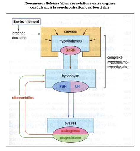 Devoir Maison La Puberté Et Les Hormones Correction 4ème Svt