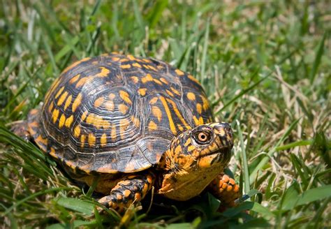 What Do Box Turtles Eat Pets Vs Wild Box Turtles Reptile Advisor