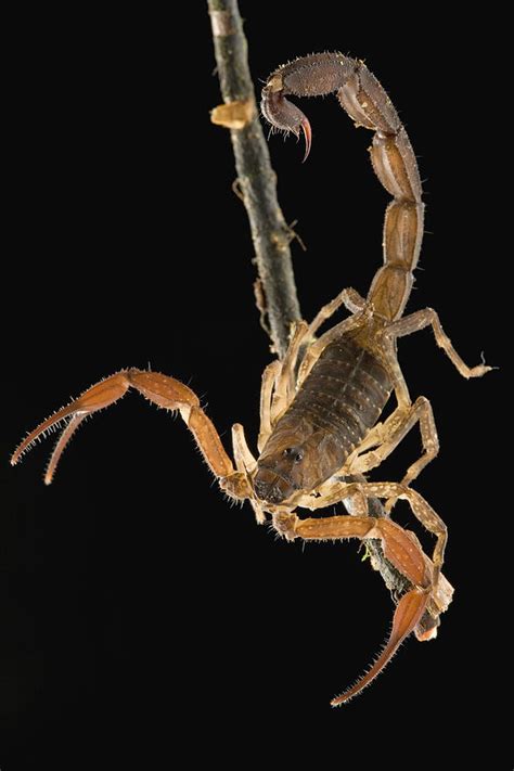 Scorpion Claw Ph