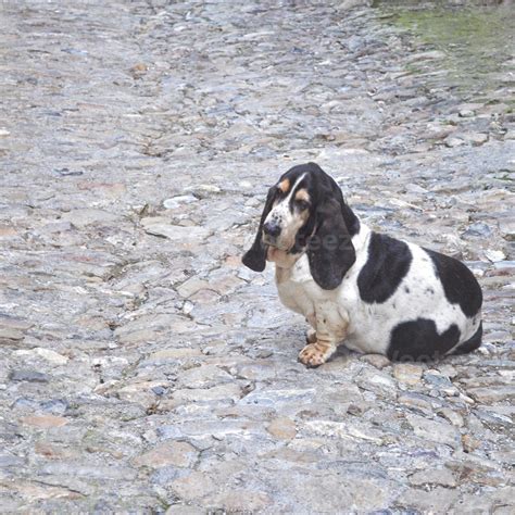 Dog Scientific Name Animalia Chordata Mammalia Carnivora Canidae