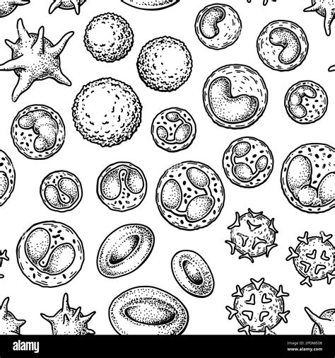 Leukocytes Microscope Stock Vector Images Alamy