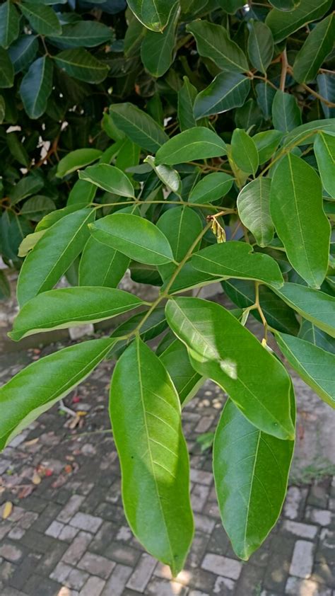 Pohon Rambutan Ciri Jenis Manfaat Cara Merawat Habitat