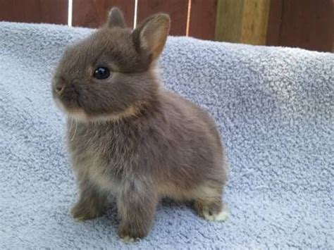 I present to you the Norwegian Netherlands Dwarf Bunny - post | Cute baby bunnies, Netherland ...