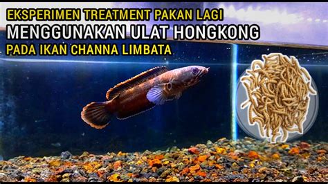 Eksperimen Treatment Ikan Channa Limbata Menggunakan Pakan Ulat