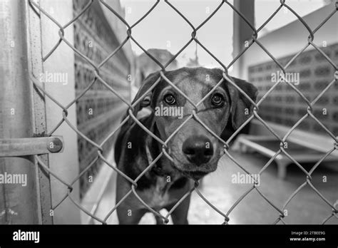 A Rescue Dog At An Animal Shelter Is Looking Through The Fence Black