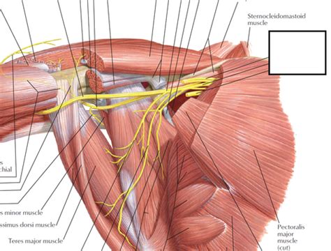 Lab 8 Brachial Plexus Flashcards Quizlet