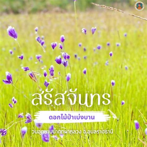 กรมอทยานแหงชาต สตวปา และพนธพช สรสจนทร ดอกไมปาเบงบาน ใน