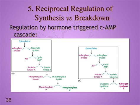 Ppt Lecture 8 Glycogen Metabolism Powerpoint Presentation Free