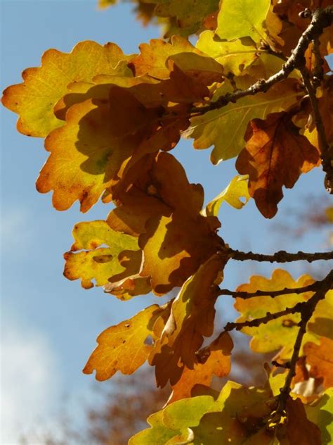 Bildet Tre Skog Gren Anlegg Sol Sollys Blad Blomst Gylden