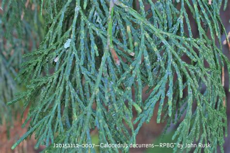 Incense Cedar Cloud Mountain Farm Center Nursery