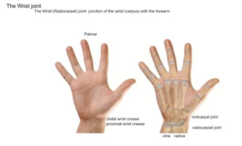 Ams Lecture 6 Forearm And Wrist Part 2 The Wrist Joint Flashcards