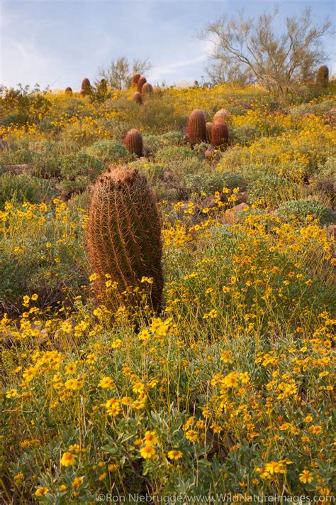 McDowell Sonoran Preserve | Photos by Ron Niebrugge