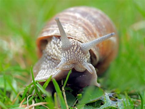 5 000 Kostenlose Schnecke Und Natur Bilder Pixabay