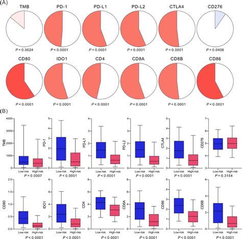 Construction And Validation Of A Novel Prognostic Signature For