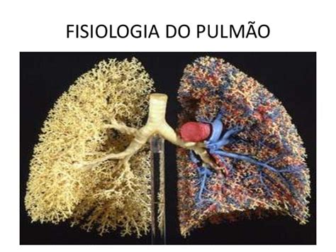 Fisiologia Do Pulmão