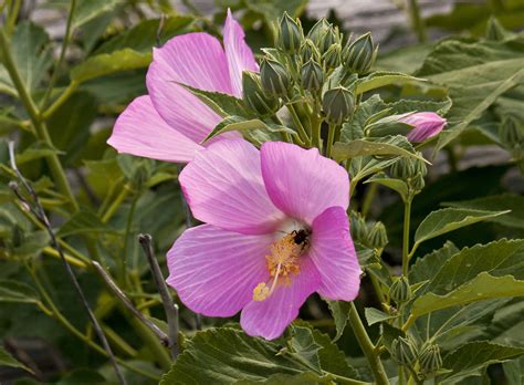 Native Plant Day And Butterfly Day Dates Announced The Meadowlands